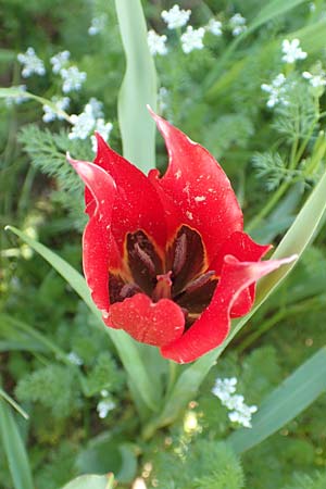 Tulipa praecox \ Fr&uuml;he Tulpe / Large Sun's Eye Tulip, Fire Tulip, Chios Chalkio 28.3.2016