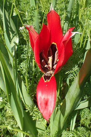 Tulipa praecox \ Fr&uuml;he Tulpe / Large Sun's Eye Tulip, Fire Tulip, Chios Chalkio 28.3.2016