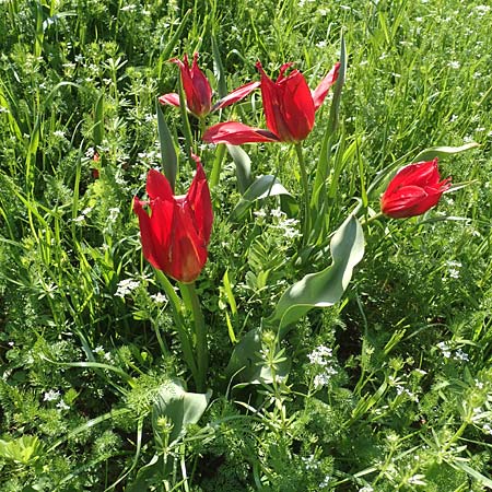 Tulipa praecox \ Fr&uuml;he Tulpe / Large Sun's Eye Tulip, Fire Tulip, Chios Chalkio 28.3.2016