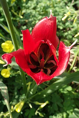 Tulipa praecox \ Fr&uuml;he Tulpe / Large Sun's Eye Tulip, Fire Tulip, Chios Chalkio 28.3.2016