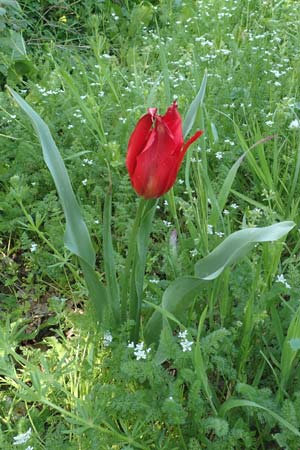 Tulipa praecox \ Fr&uuml;he Tulpe / Large Sun's Eye Tulip, Fire Tulip, Chios Chalkio 28.3.2016