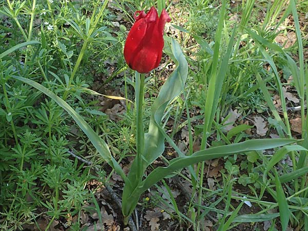 Tulipa praecox \ Fr&uuml;he Tulpe / Large Sun's Eye Tulip, Fire Tulip, Chios Chalkio 28.3.2016