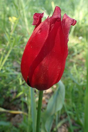 Tulipa praecox \ Fr&uuml;he Tulpe / Large Sun's Eye Tulip, Fire Tulip, Chios Chalkio 28.3.2016