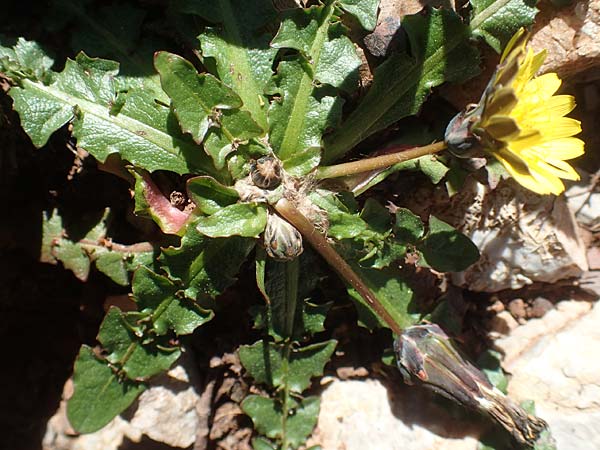 Taraxacum hellenicum \ Griechischer L�wenzahn / Greek Dandelion, Chios Viki 31.3.2016