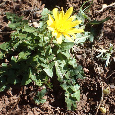 Taraxacum hellenicum \ Griechischer L�wenzahn / Greek Dandelion, Chios Viki 31.3.2016