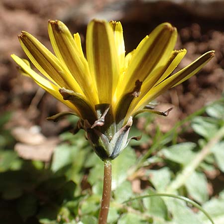 Taraxacum hellenicum \ Griechischer L�wenzahn / Greek Dandelion, Chios Viki 31.3.2016