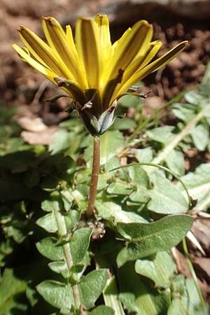 Taraxacum hellenicum \ Griechischer L�wenzahn / Greek Dandelion, Chios Viki 31.3.2016