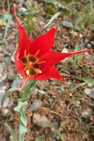 Tulipa undulatifolia \ Gewelltbl&auml;ttrige Tulpe / Tulip, Chios Kato Fana 29.3.2016