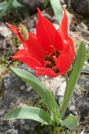 Tulipa undulatifolia \ Gewelltbl&auml;ttrige Tulpe / Tulip, Chios Kato Fana 29.3.2016