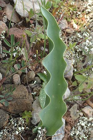 Tulipa undulatifolia \ Gewelltbl&auml;ttrige Tulpe / Tulip, Chios Kato Fana 29.3.2016