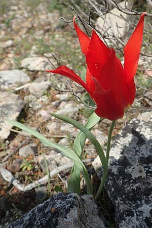 Tulipa undulatifolia \ Gewelltbl&auml;ttrige Tulpe / Tulip, Chios Kato Fana 29.3.2016