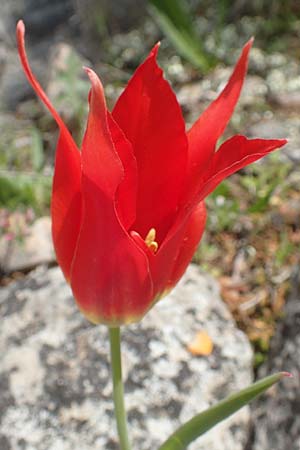 Tulipa undulatifolia \ Gewelltbl&auml;ttrige Tulpe / Tulip, Chios Kato Fana 29.3.2016