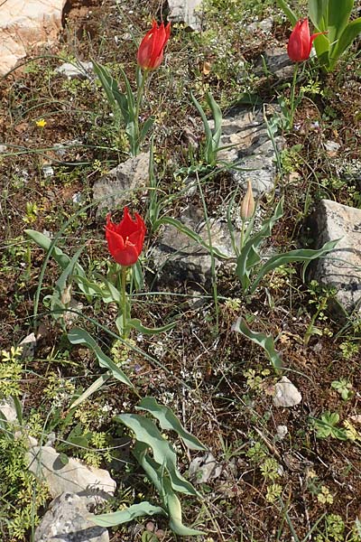 Tulipa undulatifolia \ Gewelltbl&auml;ttrige Tulpe / Tulip, Chios Kato Fana 29.3.2016