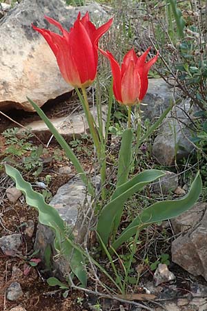 Tulipa undulatifolia \ Gewelltbl&auml;ttrige Tulpe / Tulip, Chios Kato Fana 29.3.2016