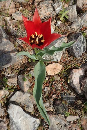 Tulipa undulatifolia \ Gewelltbl&auml;ttrige Tulpe / Tulip, Chios Kato Fana 29.3.2016