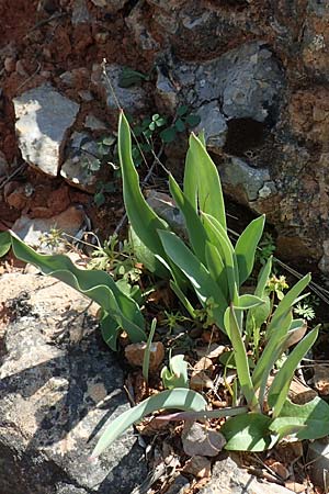 Tulipa undulatifolia \ Gewelltbl&auml;ttrige Tulpe / Tulip, Chios Kato Fana 29.3.2016