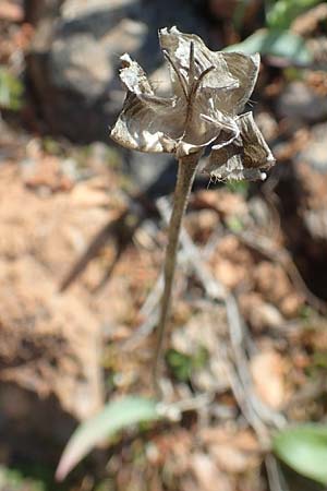 Tulipa undulatifolia \ Gewelltbl&auml;ttrige Tulpe / Tulip, Chios Kato Fana 29.3.2016