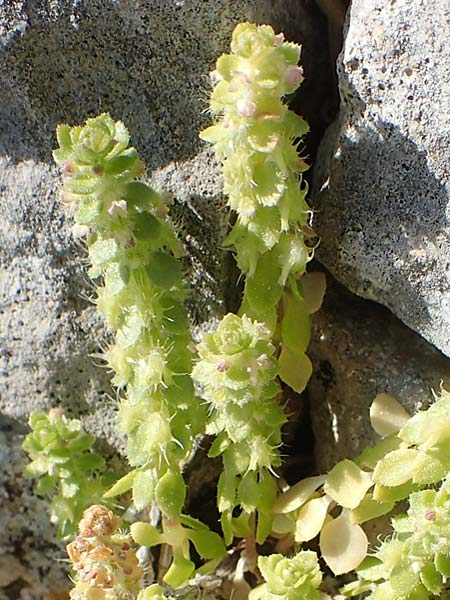 Valantia muralis \ Mauer-Schuttkraut / Wall Valantia, Chios Anavatos 28.3.2016