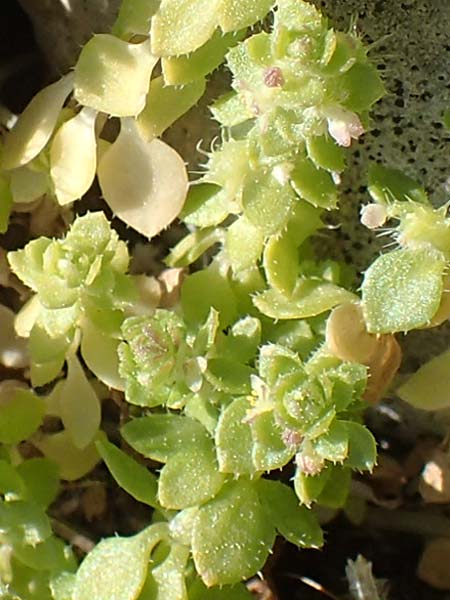 Valantia muralis \ Mauer-Schuttkraut / Wall Valantia, Chios Anavatos 28.3.2016