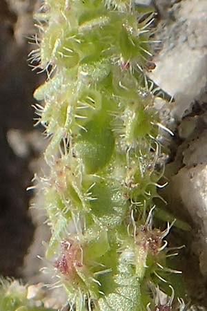 Valantia muralis \ Mauer-Schuttkraut / Wall Valantia, Chios Anavatos 28.3.2016