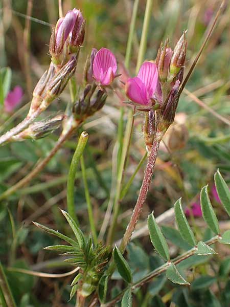Onobrychis caput-galli \ Hahnenkopf-Esparsette, Chios Emporios 29.3.2016