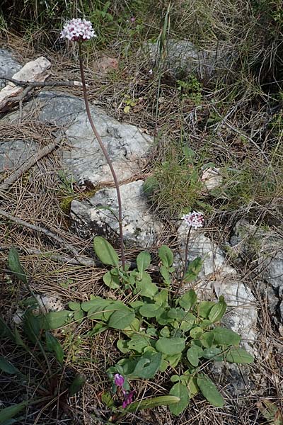 Valeriana dioscoridis \ Dioskorides-Baldrian / Dioscoridis Valerian, Chios Avgonima 28.3.2016
