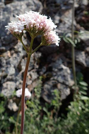Valeriana dioscoridis \ Dioskorides-Baldrian / Dioscoridis Valerian, Chios Avgonima 28.3.2016