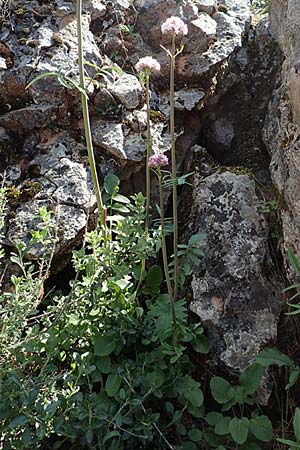 Valeriana dioscoridis \ Dioskorides-Baldrian / Dioscoridis Valerian, Chios Avgonima 28.3.2016