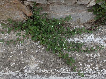 Veronica cymbalaria \ Zymbelkraut-Ehrenpreis / Cymbalaria-Leaved Speedwell, Chios Olimbi 1.4.2016