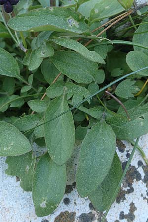 Valeriana dioscoridis \ Dioskorides-Baldrian / Dioscoridis Valerian, Chios Viki 30.3.2016