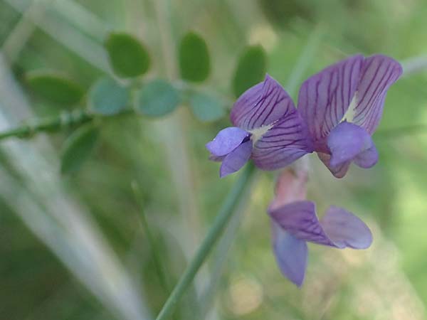 Vicia cretica \ Kretische Wicke, Chios Sidirounda 30.3.2016