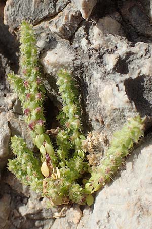 Valantia muralis \ Mauer-Schuttkraut / Wall Valantia, Chios Anavatos 28.3.2016