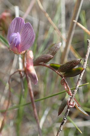 Vicia cretica \ Kretische Wicke, Chios Kato Fana 29.3.2016