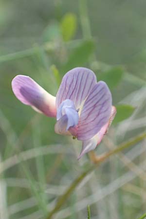 Vicia cretica \ Kretische Wicke, Chios Kato Fana 29.3.2016