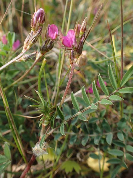 Onobrychis caput-galli \ Hahnenkopf-Esparsette, Chios Emporios 29.3.2016