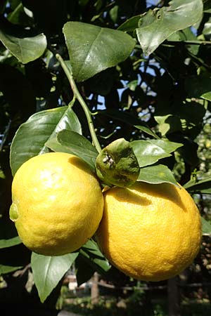 Citrus x limon \ Zitronen-Baum / Lemon Tree, Chios Kampos 1.4.2016