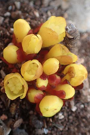 Cytinus hypocistis \ Gelber Zistrosen-W�rger / Cytinus, Chios Olimbi, Agios Dynami 1.4.2016