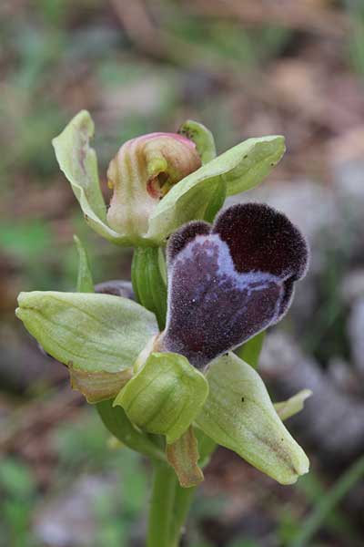 Ophrys basilissa \ Königinnen-Ragwurz / Royal Orchid, Chios,  Katavasi 28.3.2013 (Photo: Jan & Liesbeth Essink)