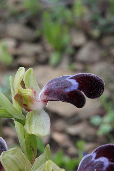 Ophrys basilissa \ Königinnen-Ragwurz / Royal Orchid, Chios,  Pirgi - Olymbi 17.3.2013 (Photo: Jan & Liesbeth Essink)