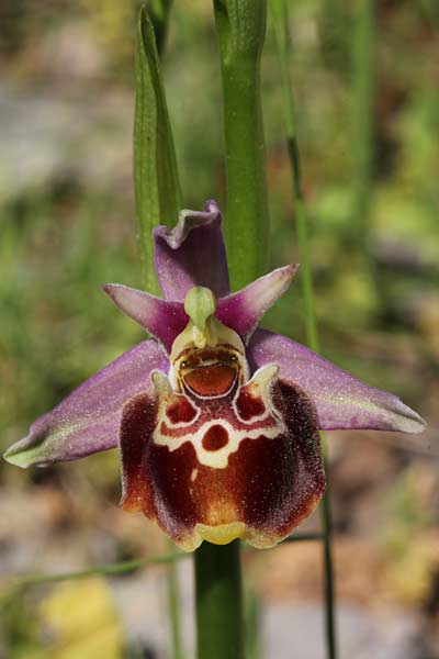 Ophrys chiosica / Chios Bee Orchid, Chios,  Pirgi - Elata 1.5.2013 (Photo: Jan & Liesbeth Essink)
