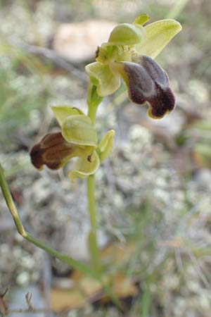 Ophrys cinereophila \ Kleinblütige Braune Ragwurz / Small-Flowered Dull Bee Orchid, Chios,  Kalamoti 2.4.2016 