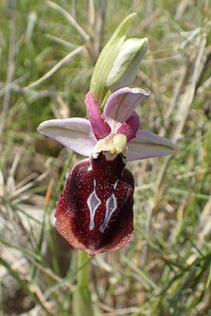 Ophrys ferrum-equinum \ Hufeisen-Ragwurz / Horseshoe Orchid, Chios,  Katavasi 30.3.2016 