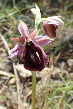 Ophrys ferrum-equinum \ Hufeisen-Ragwurz / Horseshoe Orchid, Chios,  Sidirounda 30.3.2016 
