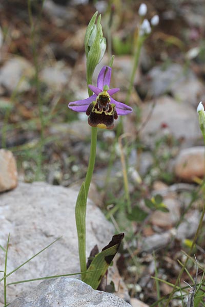 Ophrys homeri \ Homers Ragwurz / Homer's Bee Orchid, Chios,  Kalamoti 17.4.2013 (Photo: Jan & Liesbeth Essink)