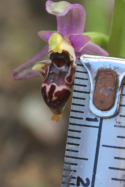 Ophrys masticorum / Masticohoria Bee Orchid, Chios,  Olymbi - Kato Fana 10.4.2013 (Photo: Jan & Liesbeth Essink)