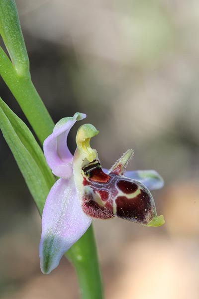 Ophrys masticorum / Masticohoria Bee Orchid, Chios,  Kato Fana 20.4.2013 (Photo: Jan & Liesbeth Essink)