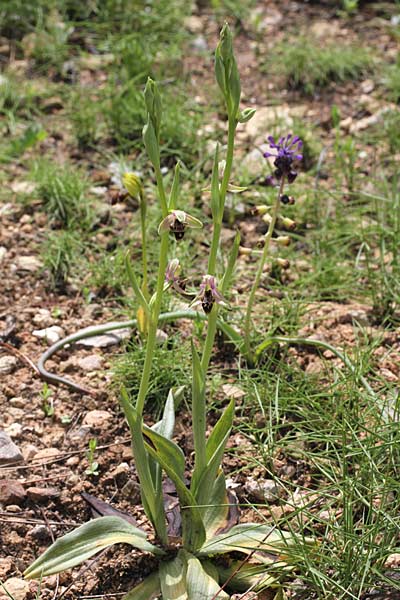Ophrys minutula / Elisabeth's Small-flowered Bee Orchid, Chios,  Pirgi - Kato Fana 6.4.2013 (Photo: Jan & Liesbeth Essink)