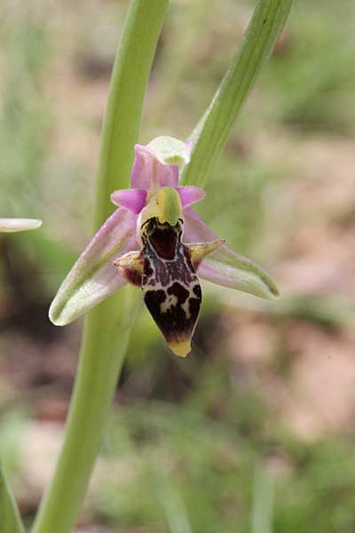 Ophrys minutula / Elisabeth's Small-flowered Bee Orchid, Chios,  Pirgi - Kato Fana 6.4.2013 (Photo: Jan & Liesbeth Essink)