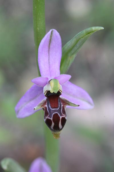 Ophrys minutula / Elisabeth's Small-flowered Bee Orchid, Chios,  Olymbi - Kato Fana 10.4.2013 (Photo: Jan & Liesbeth Essink)