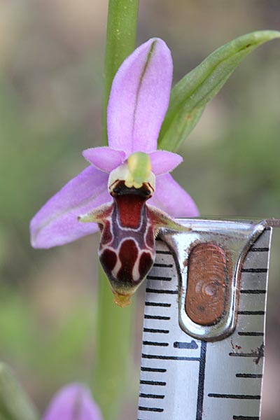 Ophrys minutula / Elisabeth's Small-flowered Bee Orchid, Chios,  Olymbi - Kato Fana 10.4.2013 (Photo: Jan & Liesbeth Essink)